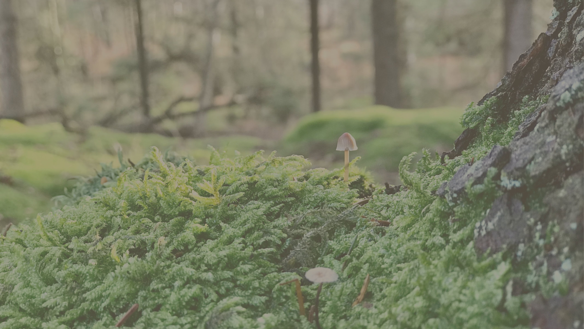Nordic Forest