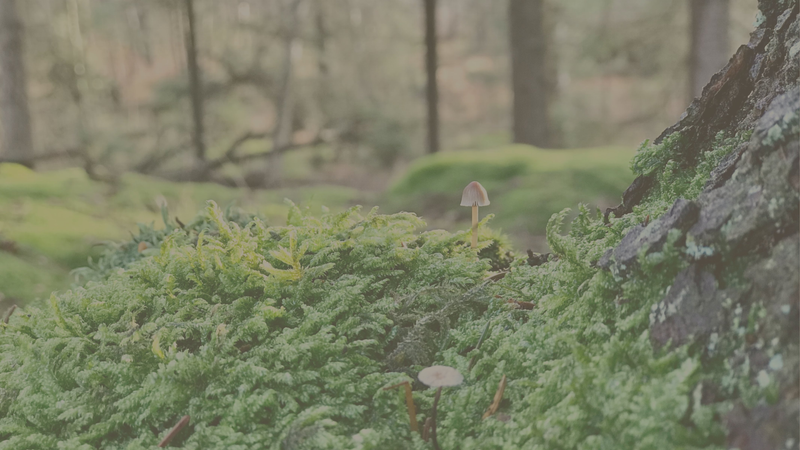 Nordic Forest